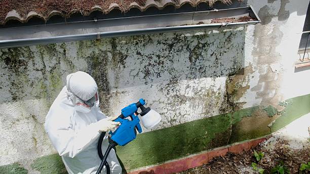 Trusted Attic Mold Removal service in Belvidere, NC - Cheap Mold Removal